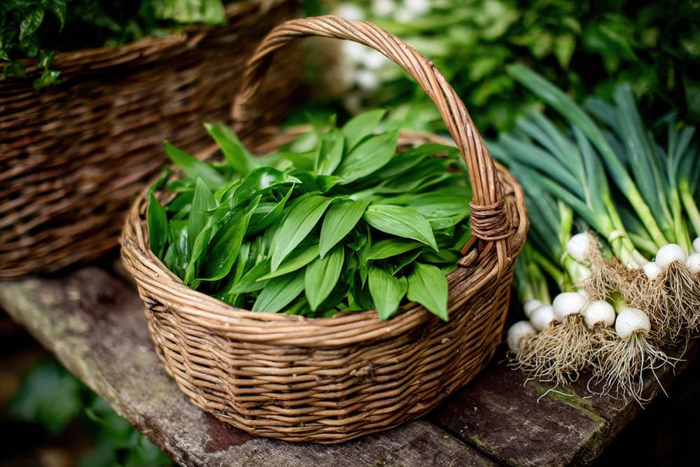 Seehotel Rust Wild Garlic